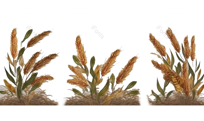 芒种图片,麦子元素,麦穗PNG,小麦免抠素材